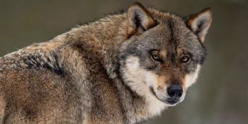 Wolf Bregenzerwald
