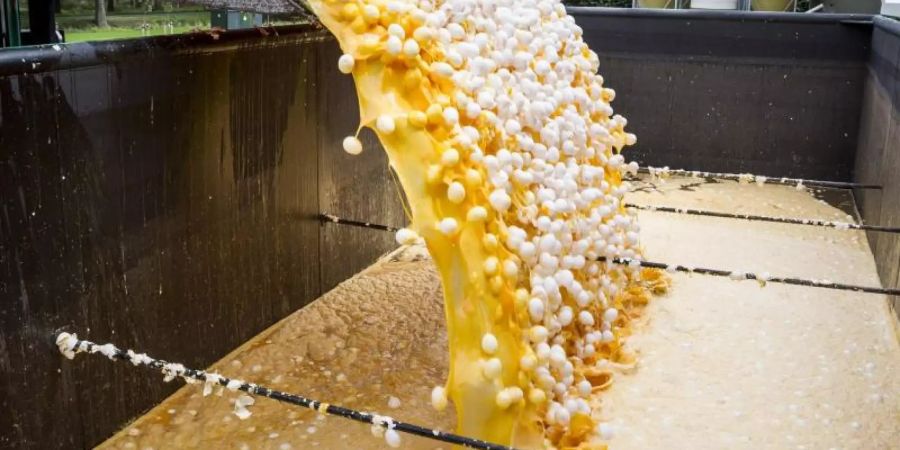Mit Fipronil belastete Eier werden vernichtet. Foto: Huisman Media/Archiv