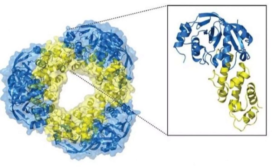 Molekül Selbstmord Toxin Tuberkulose