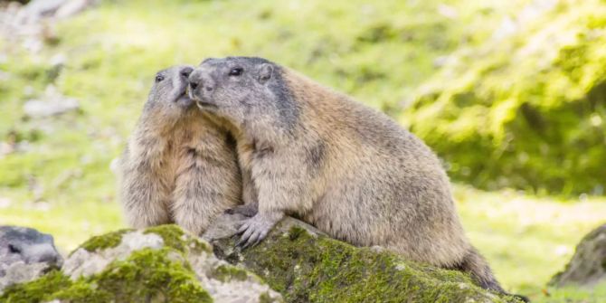 Zwei Murmeltiere auf einem Felsen