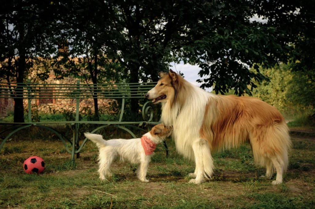 Lassie Ein Neues Abenteuer 