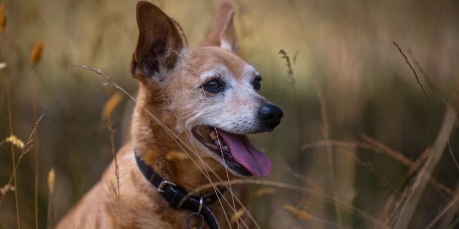 Hund im Feld