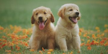 Retriever Welpen süss