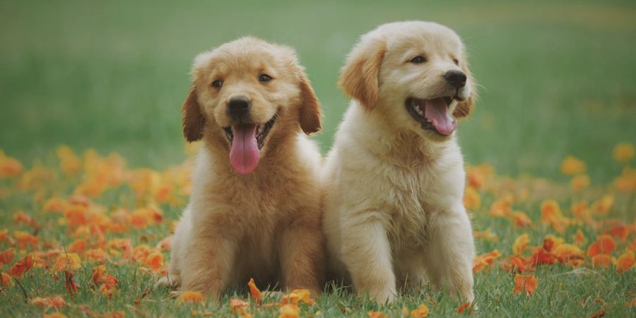 Retriever Welpen süss