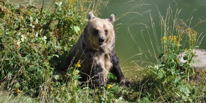 Bär im Wasser Tierschutz