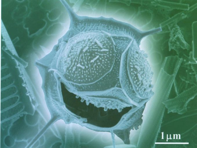 Plankton