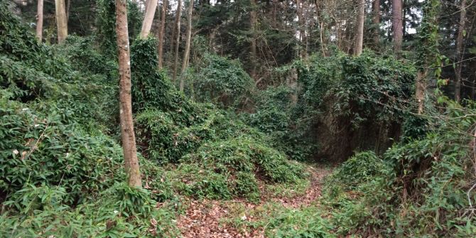 Überwucherter Wald Zollikon