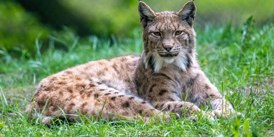 Ein Luchs liegt im Bayerwald-Tierpark in Lohberg in seinem Gehege.