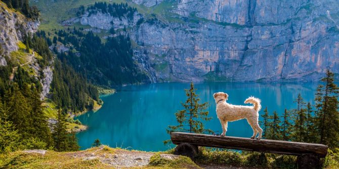 Hund Bergsee Lagune Wald