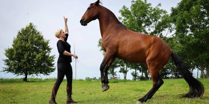 Sophie Graf, Pferdetrainerin, lässt bei einer Übung das Pferd «Chico» auf der Weide ihres Pferdezentrums in Dithmarschen steigen. Sophie Graf, Pferdetrainerin, lässt bei einer Übung das Pferd «Chico» auf der Weide ihres Pferdezentrums in Dithmarschen steigen.
