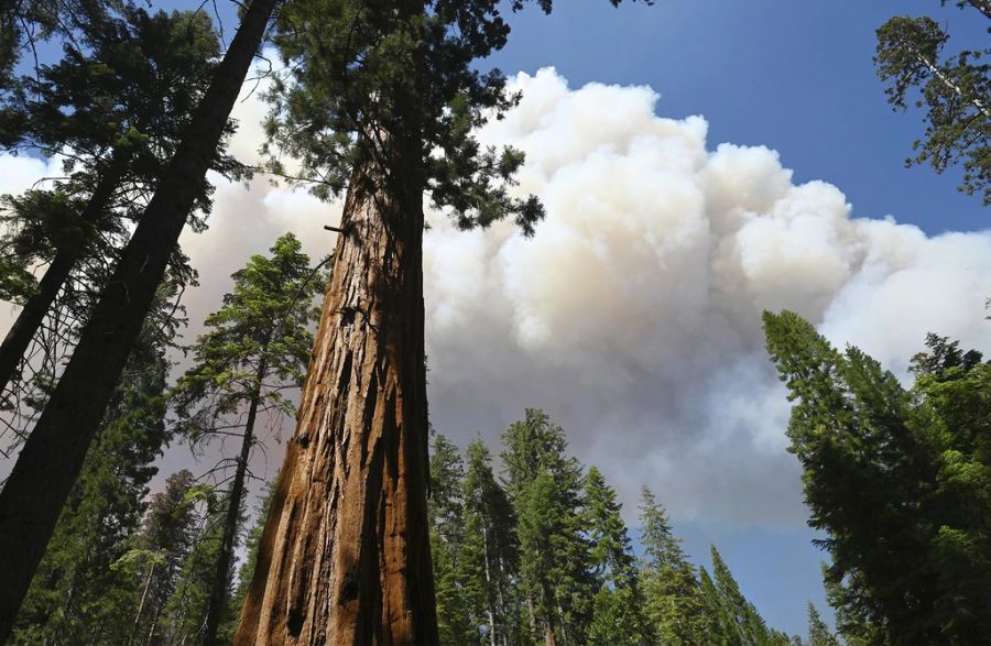 Mariposa Grove