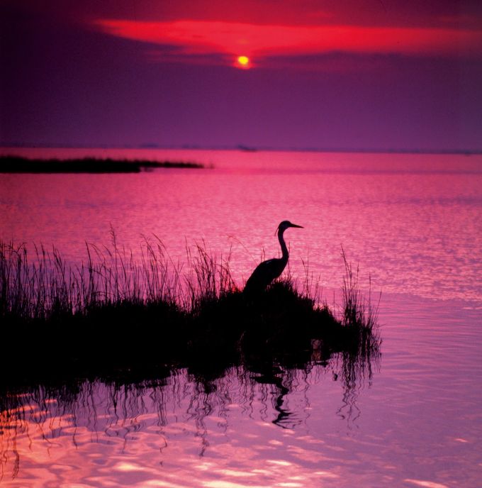 An den ruhigeren Orten lassen sich Vögel beobachten. Sonnenuntergang Lignano