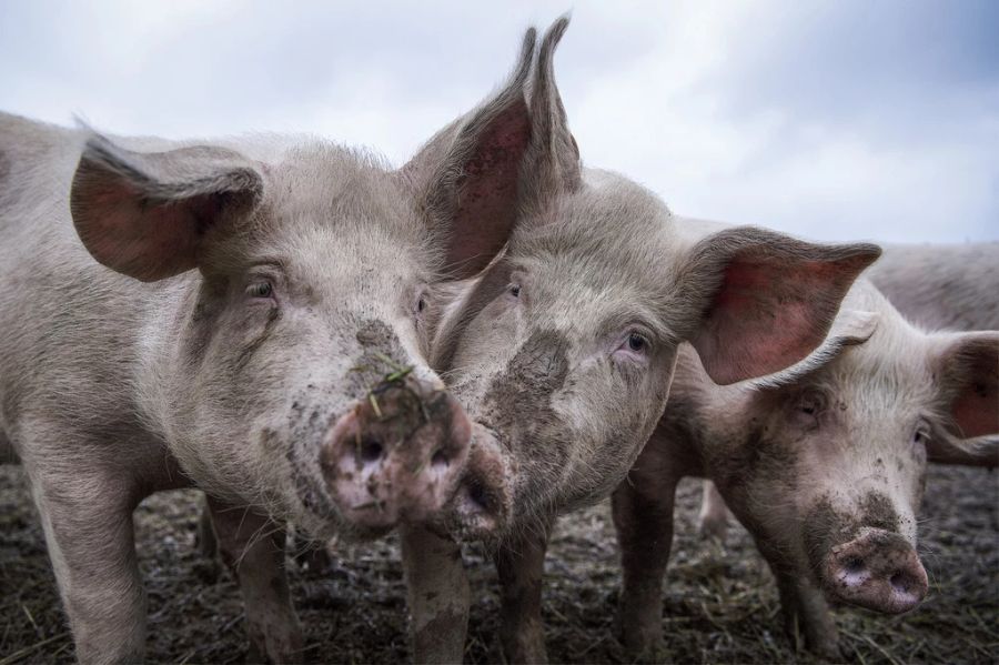 Schweine auf dem Gutsbetrieb Massnahmenzentrum Kalchrain, am Mittwoch, 13. Juni 2018 in Hüttwilen. Hier werden die Tiere nicht in einer Bucht im Stall gemästet, sondern sie leben das ganze Jahr über draussen.