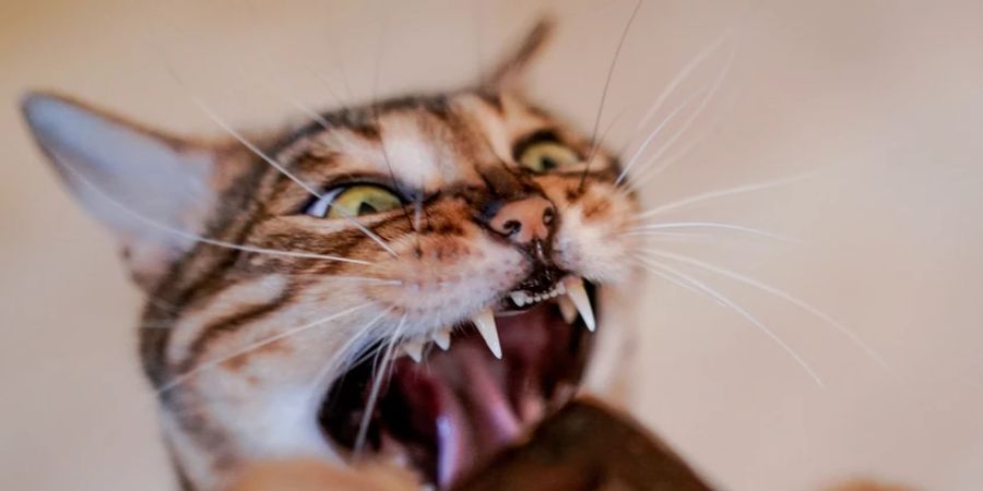 Hauskatze