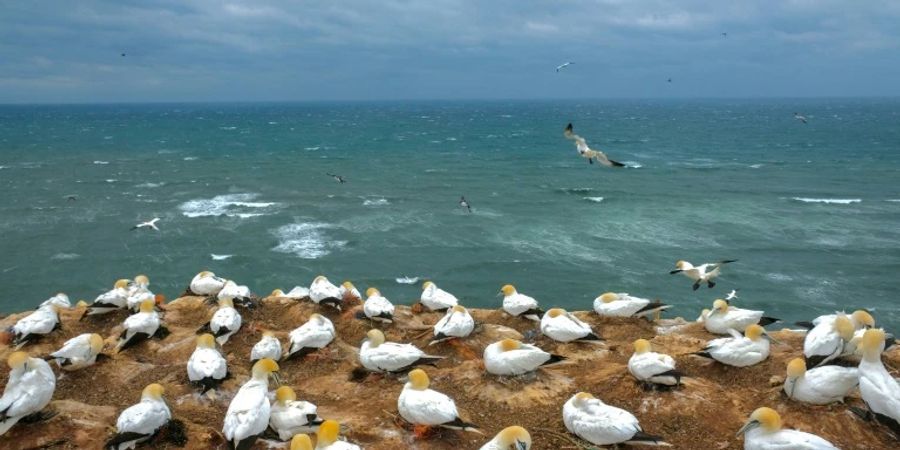 Vögel über der Nordsee auf Helgoland