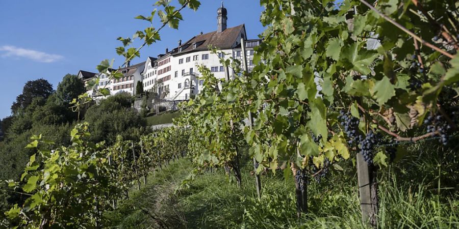 Der Wein 2022 fällt ausgezeichnet aus: Bio-Rebberg in Lichtensteig SG. (Archivbild)