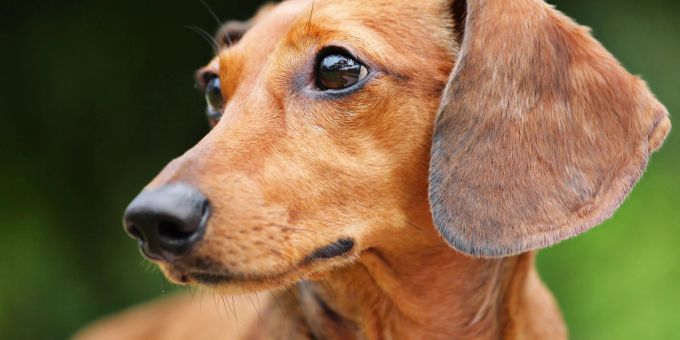 Wegen ihres Körperbaus gehören Dackel zu den krankheitsanfälligen Hunderassen. Dackel