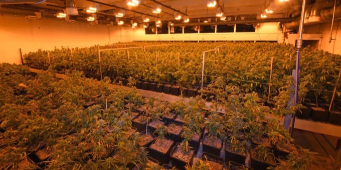 Hanfplantage in Herisau Hanfplantage in Herisau