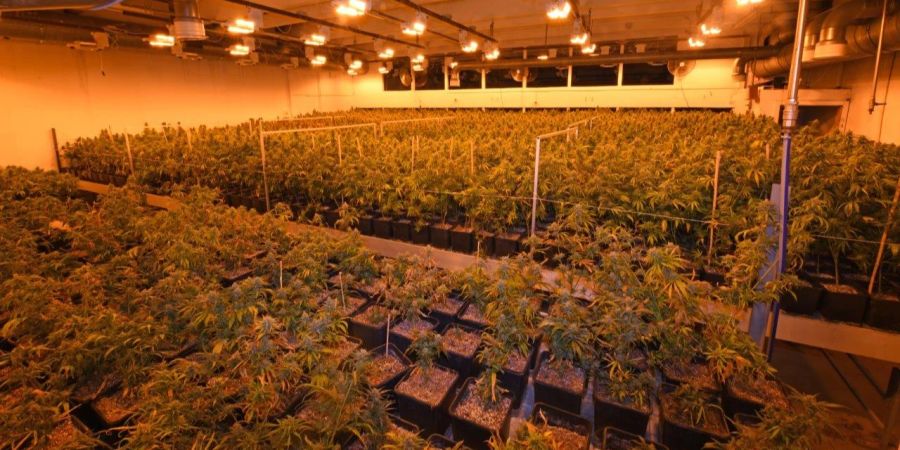 Hanfplantage in Herisau
