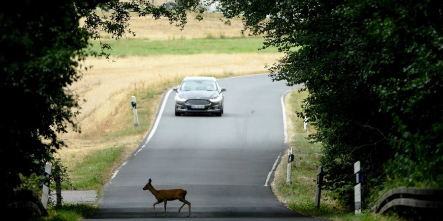 War's das schon? Vorsicht, kreuzt ein Wildtier die Strasse, ist auch immer mit Nachzüglern zu rechnen.