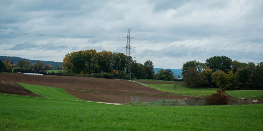 Landwirtschaft bei Neerach - Bezirk Dielsdorf