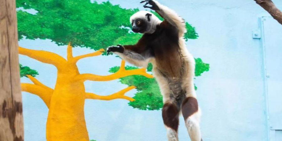 Der Coquerel-Sifaka «Ziggy» springt im Madagaskarhaus von einem Baumstamm zu einem anderen. Foto: Jonas Güttler/dpa