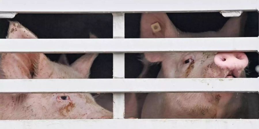 Mastschweine werden per Lkw zum Schlachthof transportiert. Foto: Patrick Pleul/dpa-Zentralbild/dpa