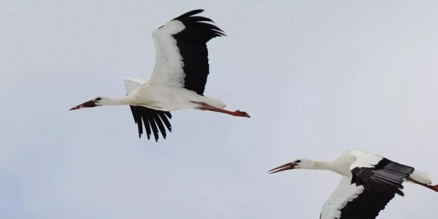 Der Duft von frisch gemähtem Gras lockt Störche an, wie Forschende beobachteten. Die Tiere flogen über 25 Kilometer zu gemähten Wiesen. (Archivbild)