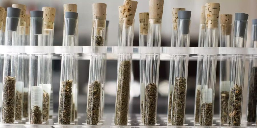 Neue Drogen - Legal Highs