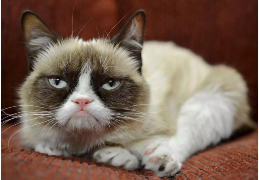 Sie kennt jeder: Grumpy Cat erobert seit 2012 die Herzen mit ihrem grimmingen Gesichtsausdruck im Sturm.