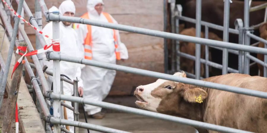 Bricht die Seuche in der Schweiz aus, sind mindestens 100 Betriebe betroffen.