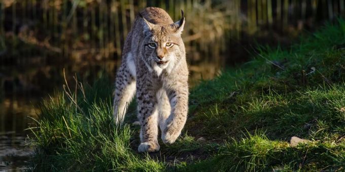Eine Volksinitiative lehnt der Urner Landrat ab. Ein Luchs streift durch den Wald.