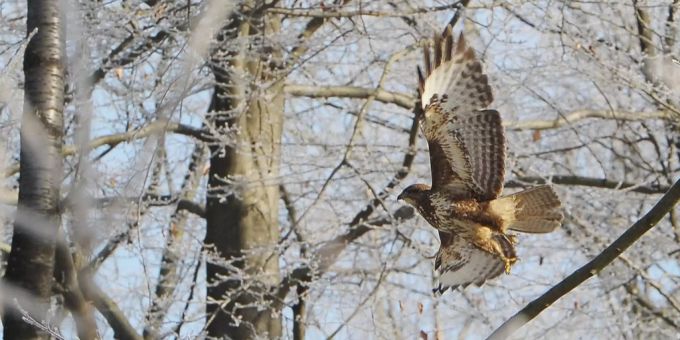 Auch nach Jahren - Vögel stören sich an vielbenutzten Waldwegen