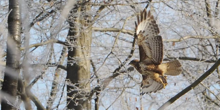 Ein Mäusebussard startet zu einem Erkundungsflug durch einen winterlichen Wald.