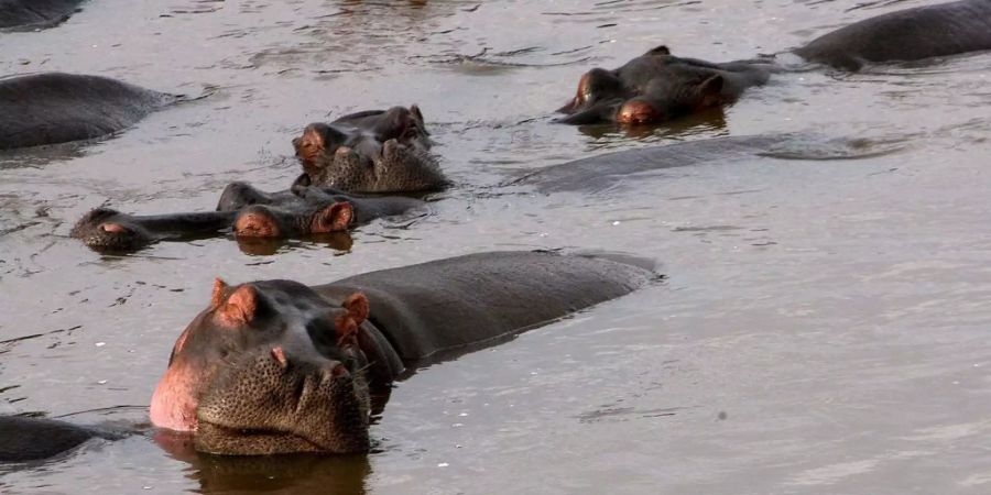 Mehrere Flusspferde in einem Gewässer.