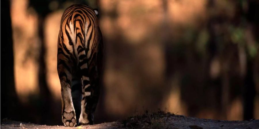 Ein Königstigermännchen (Panthera tigris tigris) im Kanha National Park, Madhya Pradesh, Indien.