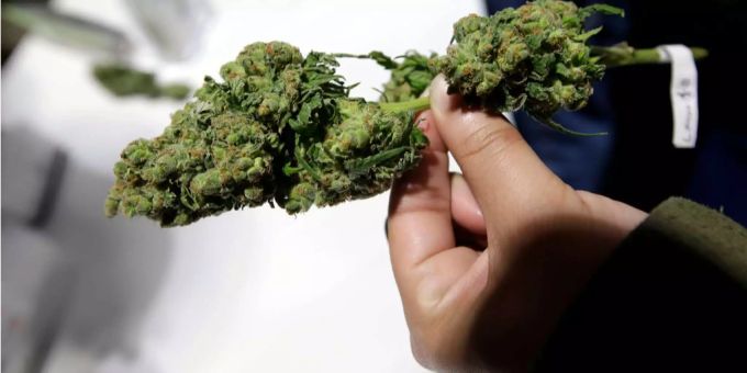 Cannabis Cannabis