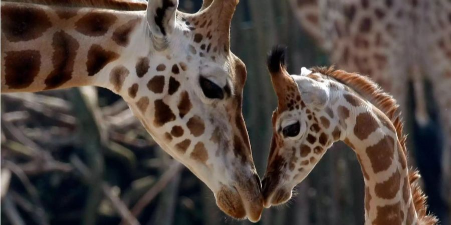 Ein Giraffenbaby schmust im Zoo mit seiner Mutter.