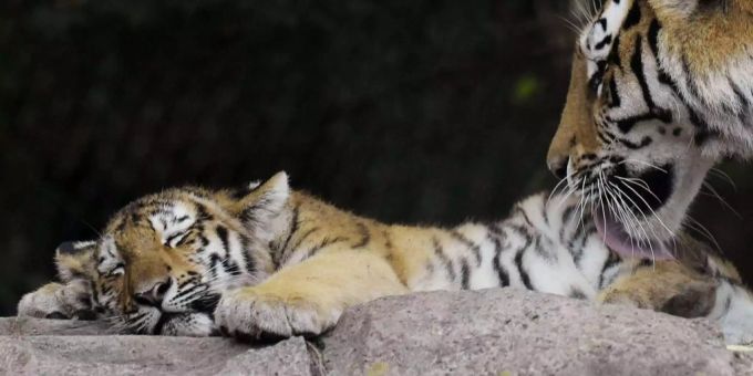Zoo Zürich - Tigerin Elena wurde zu Tode gebissen