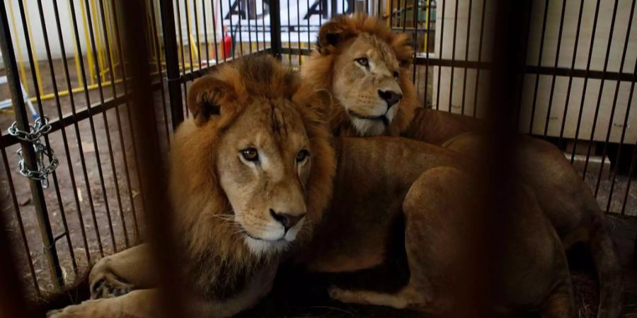 Zwei aus einem Zirkus in Bolivien gerettete Löwen liegen in einem provisorischen Käfig in Santa Cruz de la Sierra (BOL)