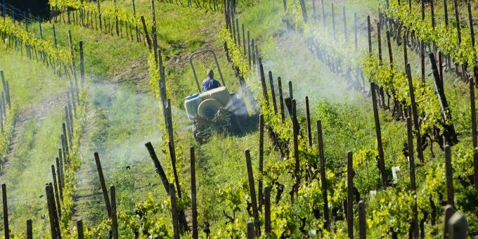 Umwelt - Weniger Pestizide dank neuer Weinsorte