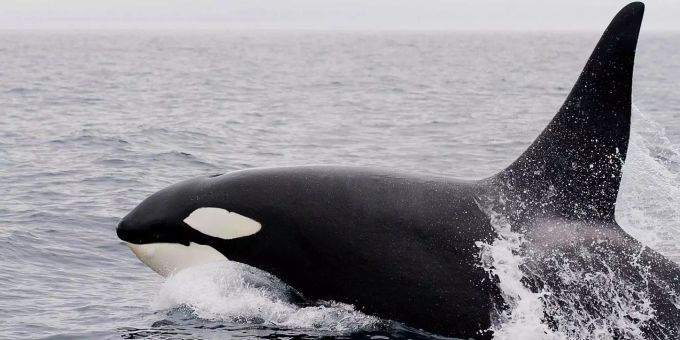 «Wal-Gefängnis» - Gericht untersagt Verkauf von Belugas und Orcas