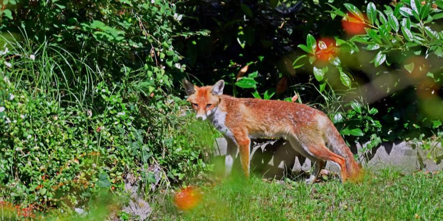 Fuchs (Symbolbild)