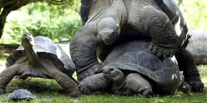 Galapagos-Inseln - 123 Riesenschildkröten gestohlen