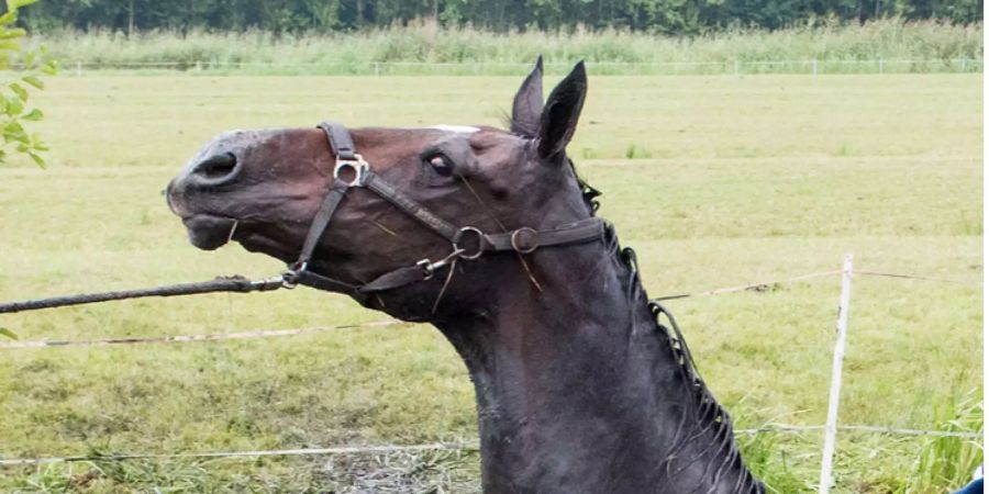 Ein Pferd steht im Stadtteil Neuengamme nach seiner Rettung aus einem Wassergraben wieder auf den Vorderhufen. (Symbolbild)