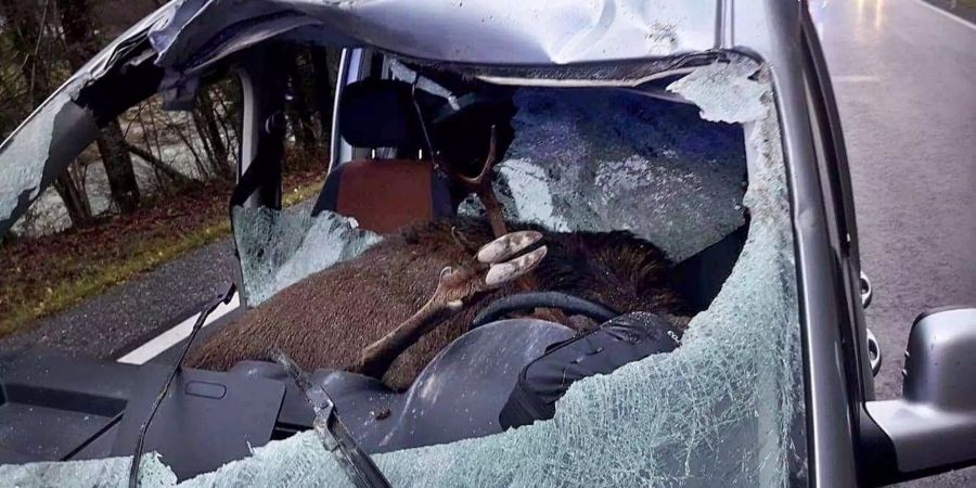 Ein Hirsch ist in Tirol auf die Fahrbahn gelaufen und hatte die Windschutzscheibe eines Autos durchschlagen.