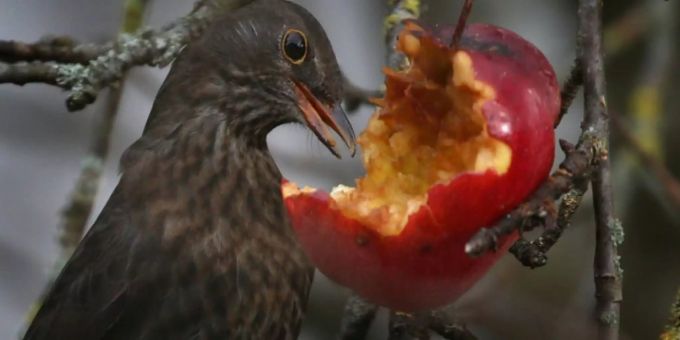 Eine Amsel pickt an einem Apfel. Stunde der Gartenvögel