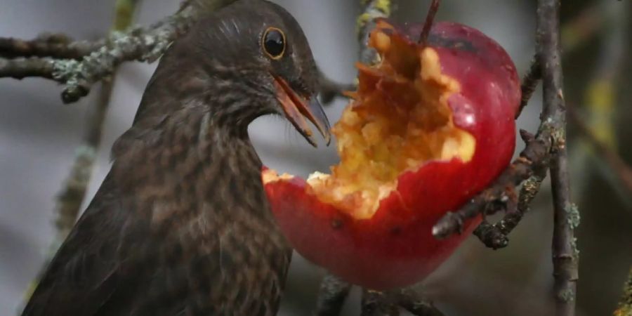 Stunde der Gartenvögel