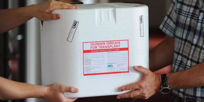 Eine Organtransportbox wird in den Räumen der Deutschen Stiftung Organtransplantation (DSO) in Berlin übergeben. (Symbolbild) Eine Organtransportbox wird übergeben.