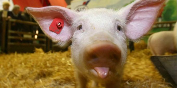 Das Tierwohl und die Folgen für Umwelt und Klima dürfen nicht vernachlässigt werden. Das Tierwohl und die Folgen für Umwelt und Klima dürfen nicht vernachlässigt werden.